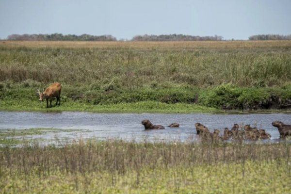 Mi primer viaje a Iberá: fomentarán el turismo en niños bonaerenses