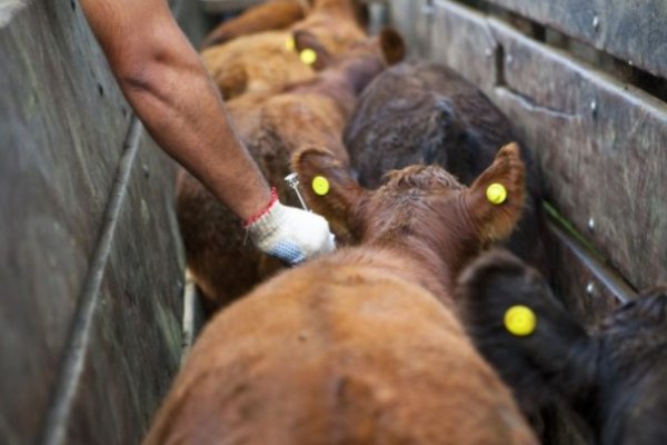 Se inicia la vacunación contra la fiebre aftosa y la brucelosis en Corrientes