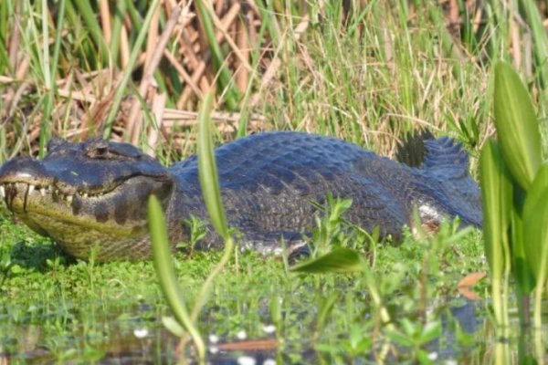 Rescatan animales autóctonos para llevarlos a otras zonas tras incendios en Corrientes