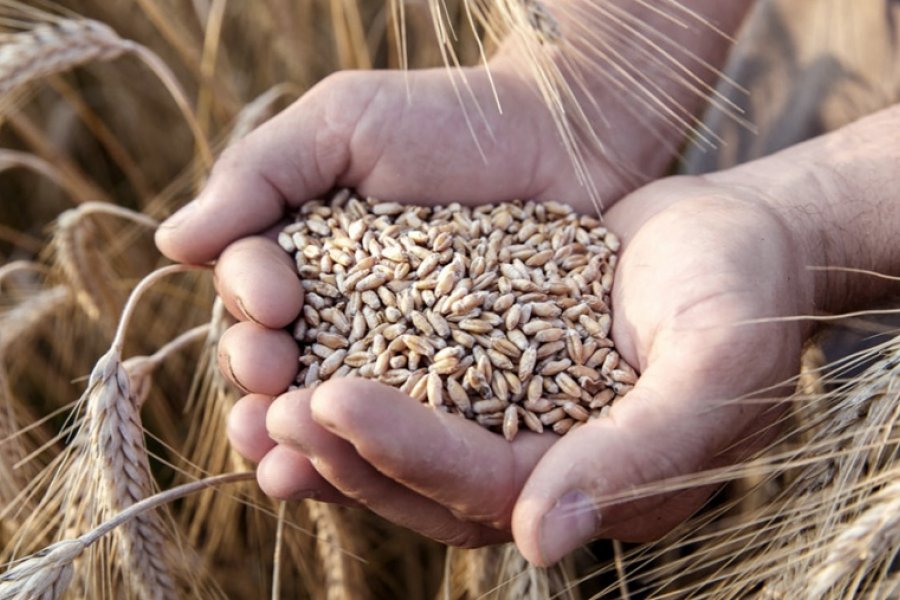Continúa la escalada del precio del trigo frente al desabastecimiento mundial