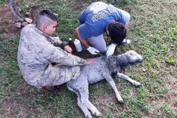 Veterinarios reclaman por la falta de alimento: Apuntan a Vialidad