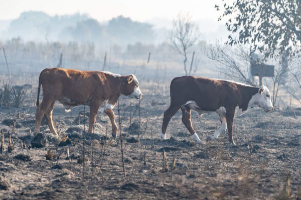 Incendios: Flexibilizan medidas sanitarias para facilitar los movimientos de hacienda