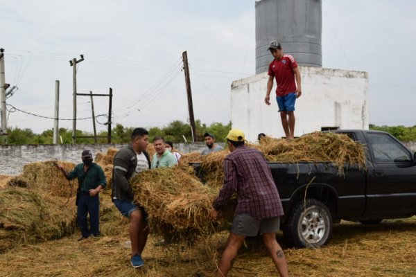 Continúa la entrega de forrajes de alfalfa para pequeños productores