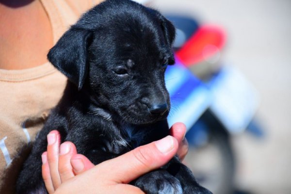 Mascotas Saludables y Descacharrado estarán en los barrios Laguna Seca y Molina Punta