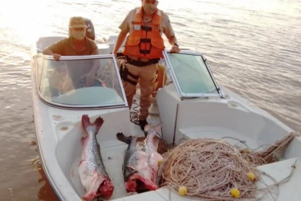 Detuvieron a depredadores con más de 50 sábalos en una piragua en el río Paraná