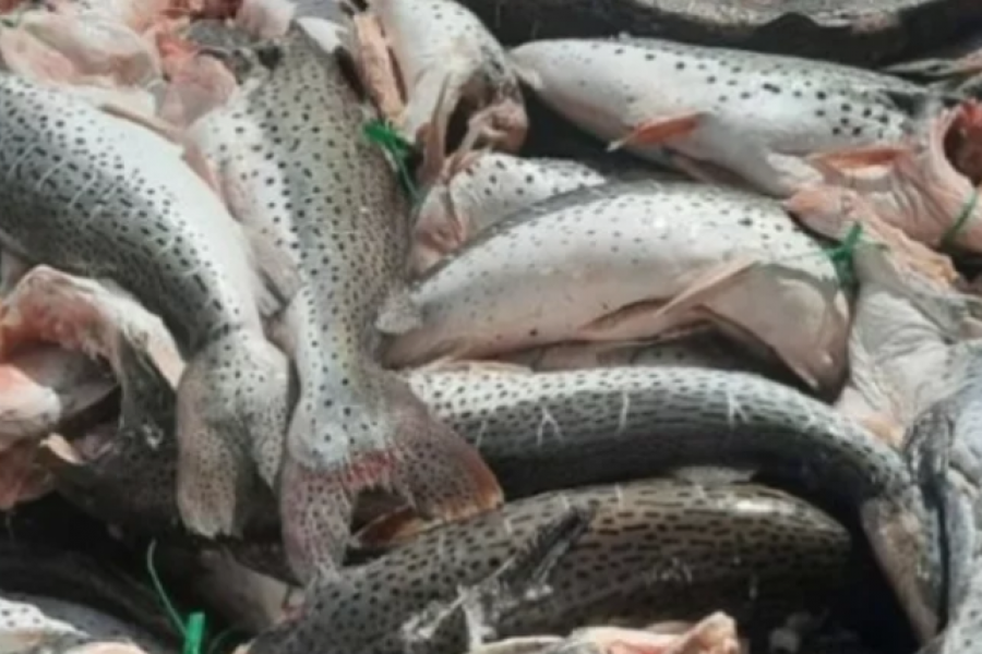 Recursos Naturales denunció la pesca desmedida de surubíes