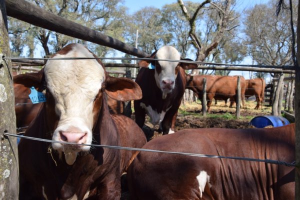 Valdés aseguró stock y buen precio para la reposición de alambrados en la zona rural