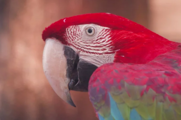 Enviaron a Córdoba tres guacamayos rojos del Iberá