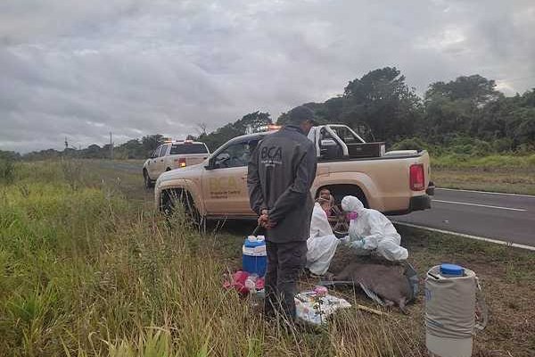 Ambiente amplía la zona de trabajo para el rescate de fauna en Corrientes