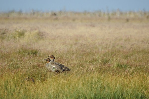 Cauquenes comunes, reales y colorados, aves endémicas en Argentina