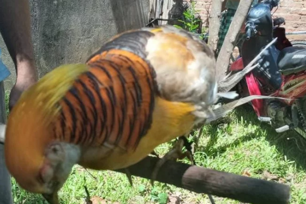 Apareció un ave exótica en el patio de una casa en Corrientes