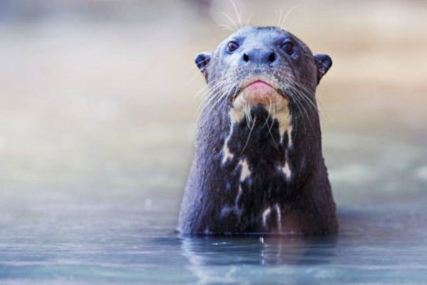 Trasladaron a una nutria gigante al Parque Iberá