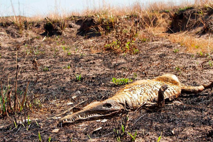 Corrientes: cadáveres de fauna silvestre se cuentan por miles tras los incendios