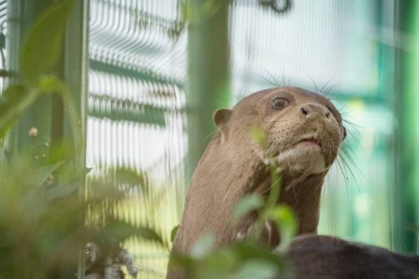 Así trasladaron a la nutria francesa Ariranha hasta el Parque Nacional Iberá