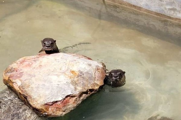 Dos lobitos de río fueron rescatados, rehabilitados y liberados por el Centro Aguará