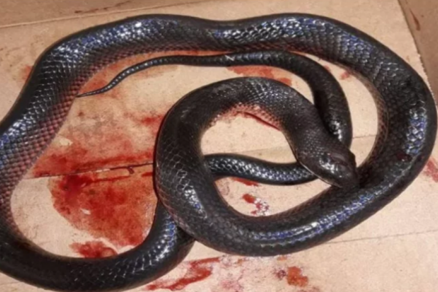 Corrientes: Un niño con mordedura de serpiente negra estuvo 14 días internado