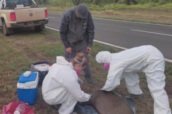 La brigada nacional de rescate de animales trabajará en Itá Ibaté tras los incendios