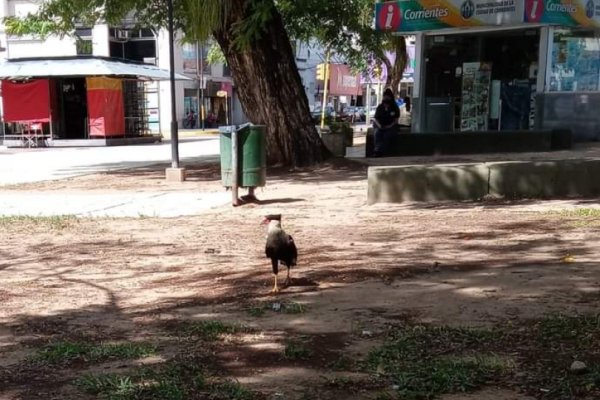 Rescataron a un carancho que estaba herido en plaza Cabral