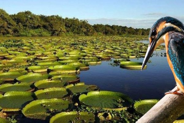 Esteros del Iberá y Esquina en sintonía con los números nacionales