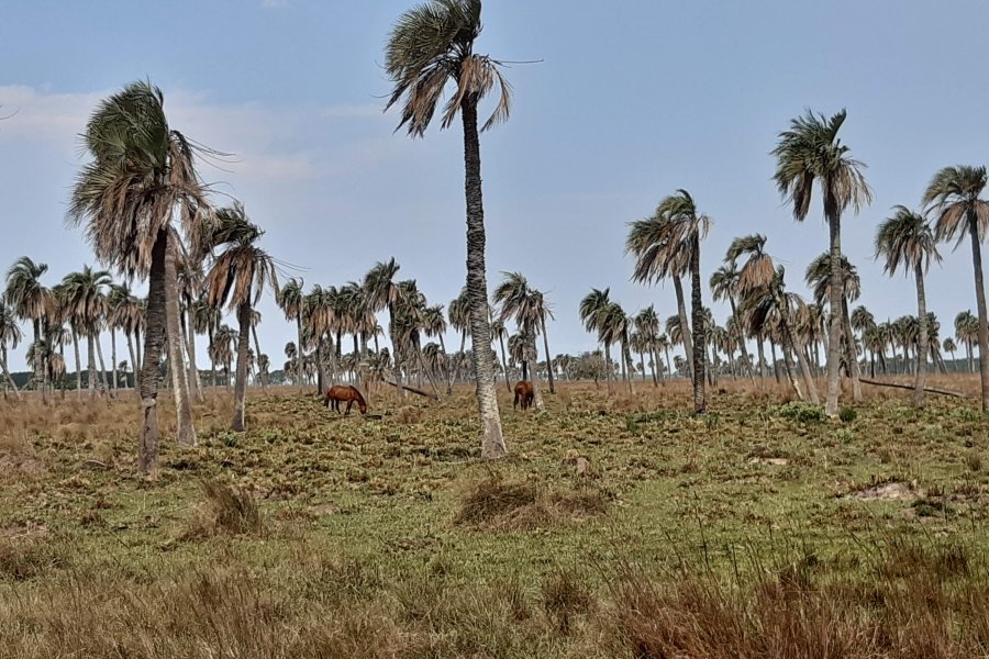 Es crítica la situación para la preservación de palmares de Butia yatay en Corrientes