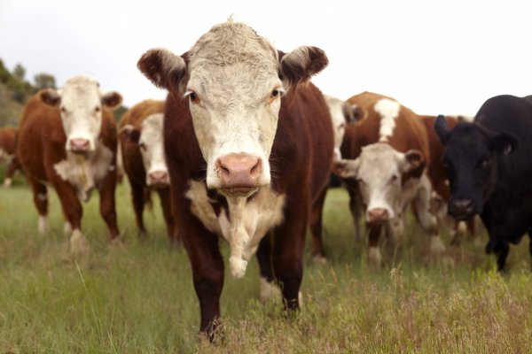 Se realizó la Feria de la Sociedad Rural de Bella Vista