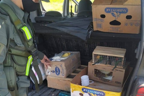 Detectaron el tráfico ilegal de 49 aves en el Puente General Belgrano