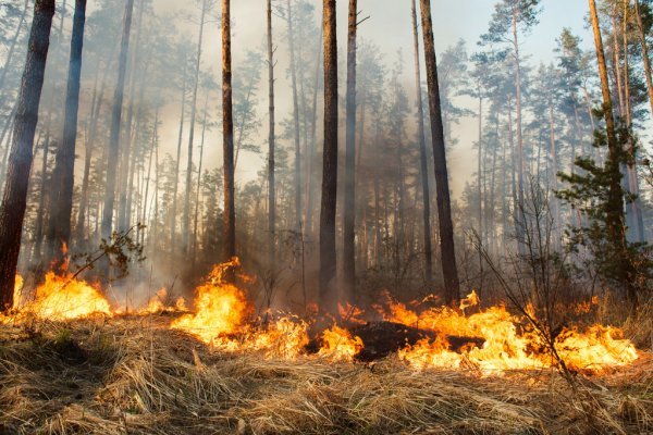 Buscan relevar detalles de las pérdidas de bosques cultivados en Santo Tomé