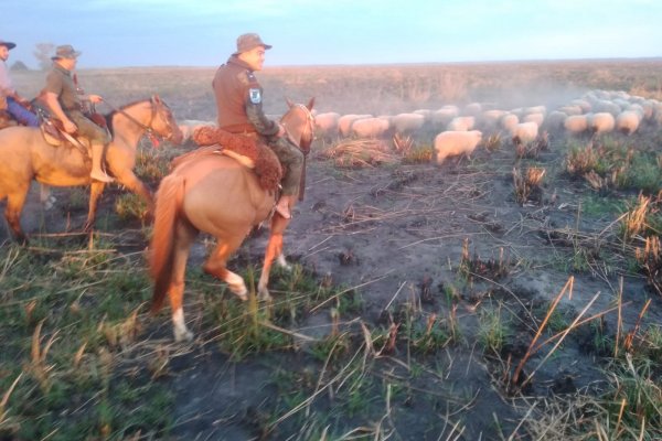 Recuperan más de 50 animales ovinos recientemente sustraídos