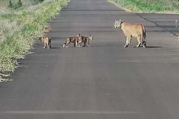 Apareció una hembra de puma con sus crías en un camino de acceso a Yacyretá