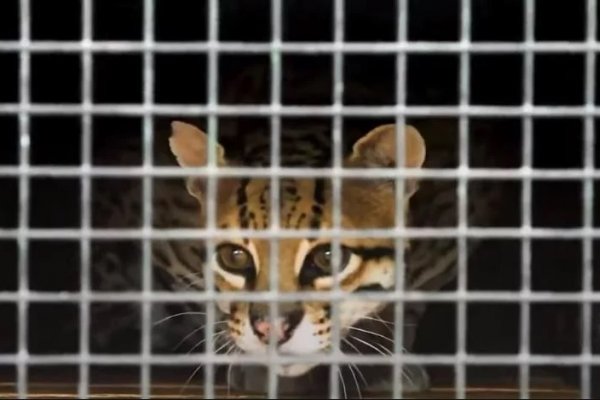 Llega otro ejemplar de ocelote al Parque Iberá