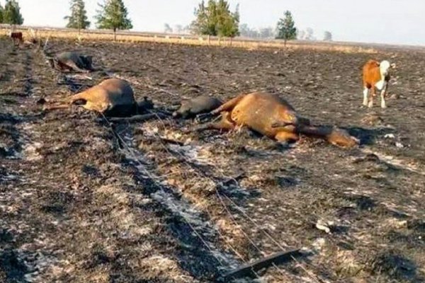 Corrientes perdió un millón y medio de cabezas de ganado por los incendios