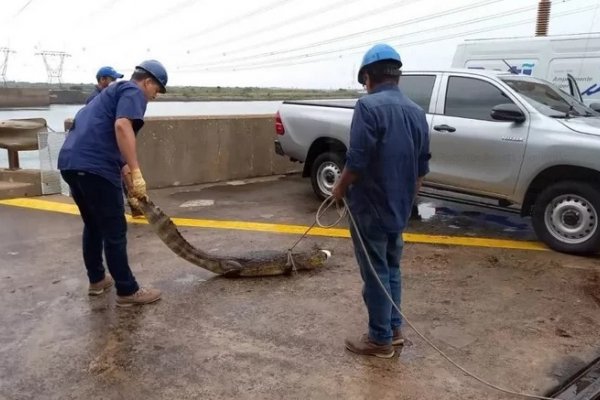 Un yacaré fue rescatado en la central de Yacyretá