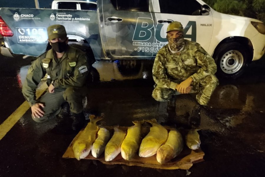 Puente Chaco-Corrientes: Rescataron más de 200 cotorras y especies de surubí y dorado