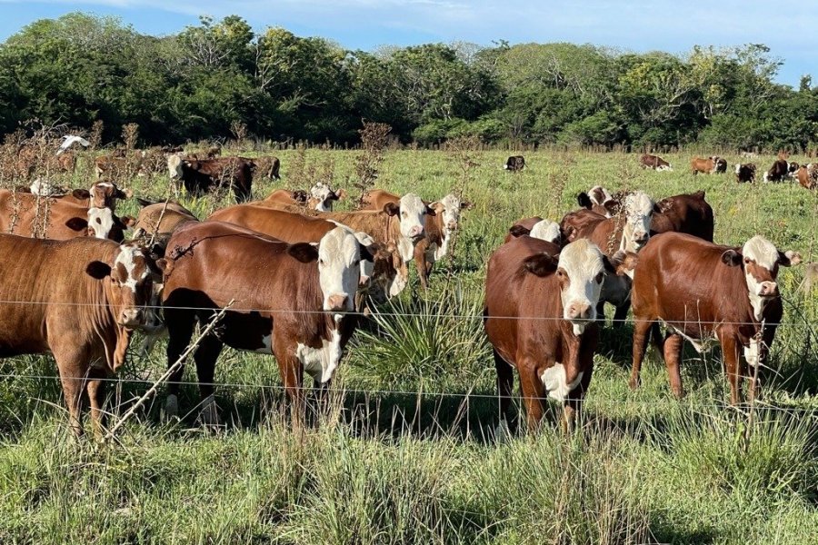 Agricultura potencia la inversión para recuperar el sistema ganadero de Corrientes