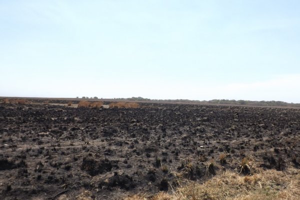 Registran el impacto de las principales comunidades vegetales en los incendios que se produjeron Corrientes