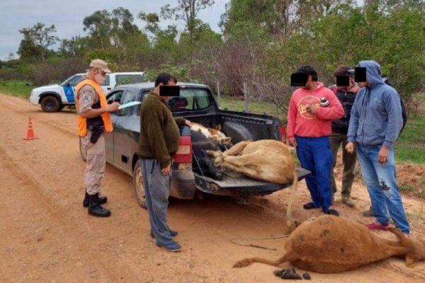 Cuatro terneros en una camioneta