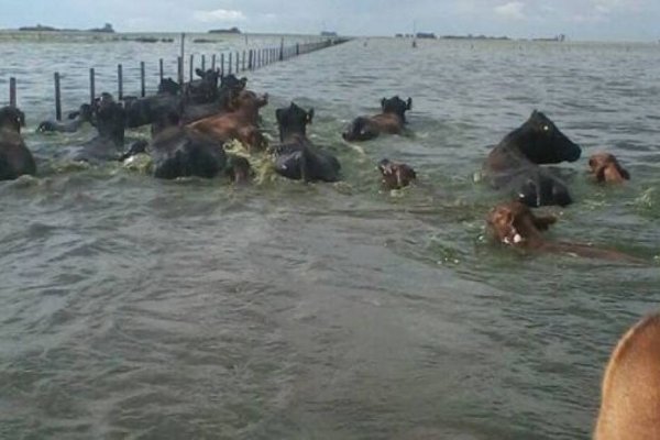 Murió ahogado un peón rural al caer a un bañado trasladando ganado