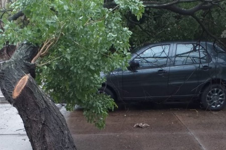 Árbol cayó encima de un auto durante el temporal