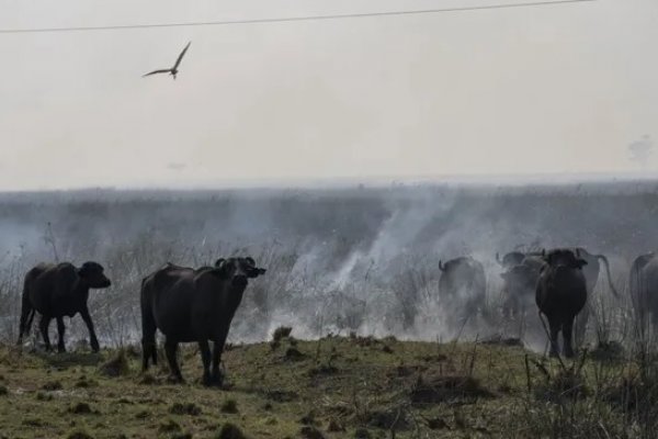 Corrientes: productores reclaman asistencia para el sector ganadero por los incendios y la sequía