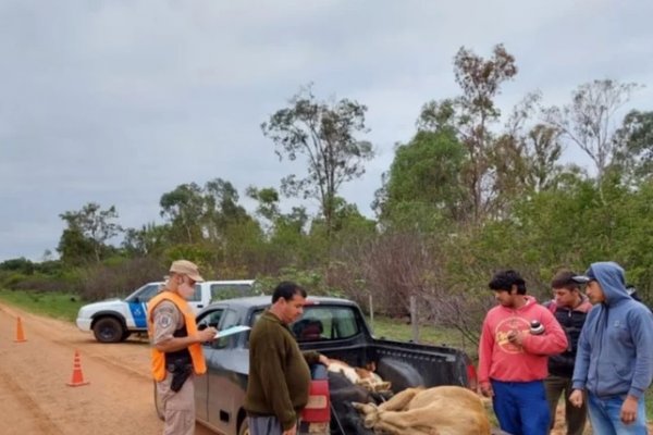 El hermano de un intendente de Corrientes llevaba vacunos de origen dudoso