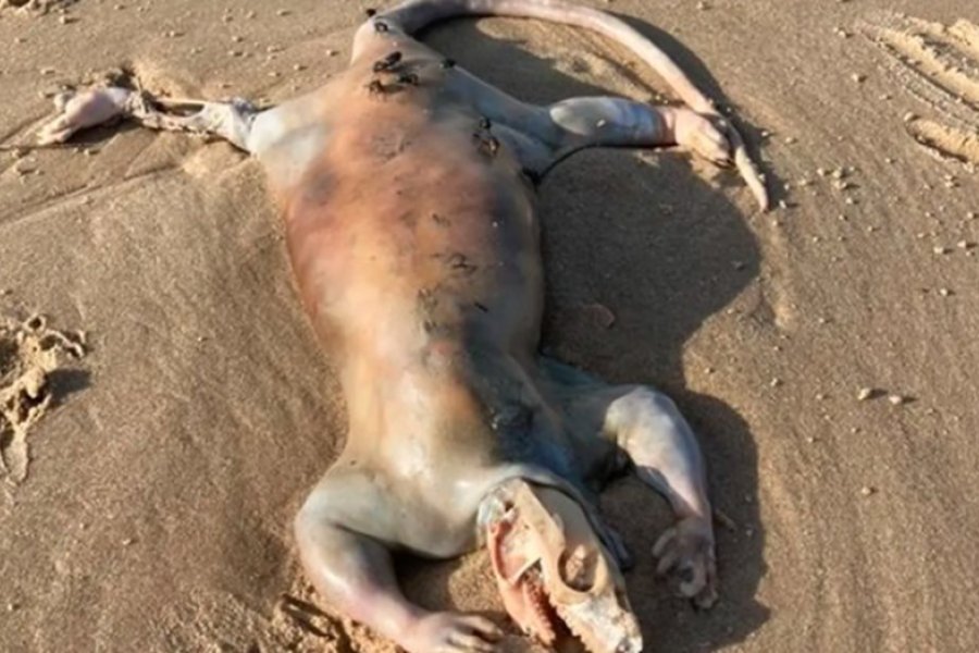 Apareció una misteriosa criatura “alienígena” en una playa