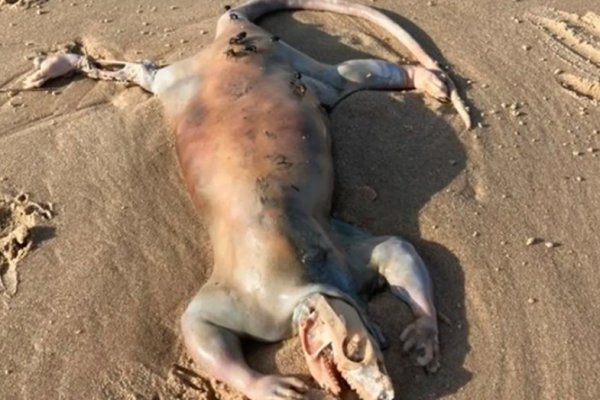 Apareció una misteriosa criatura “alienígena” en una playa