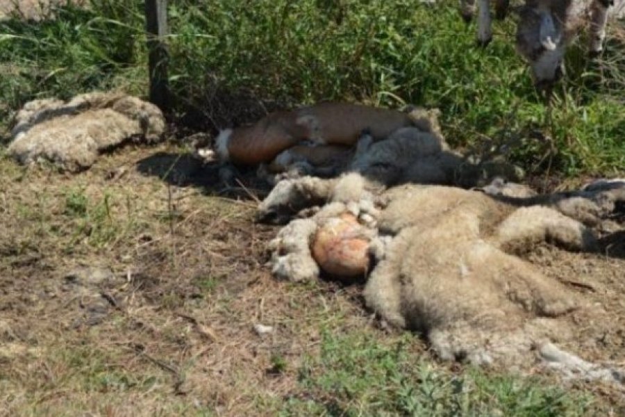 Faenaron dos ovejas y fueron condenados a tres años de prisión en suspenso