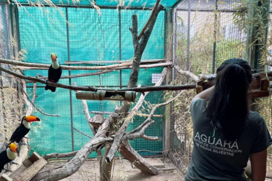 El Centro Aguará rehabilitó este año a más de 180 animales silvestres