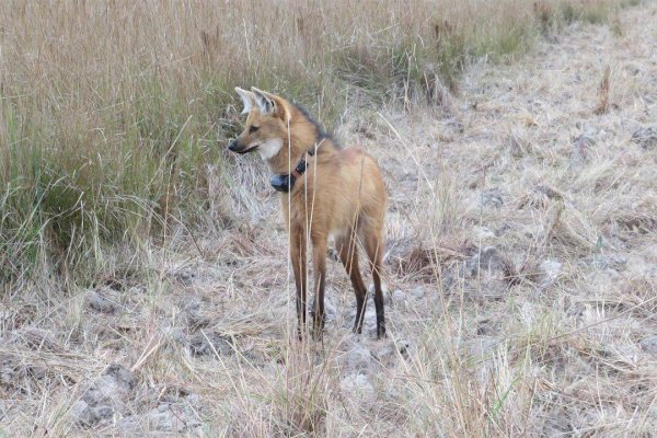 La vida de los Aguará Guazú tras los incendios en el Iberá