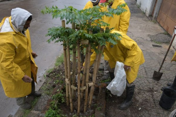 Inició la plantación de árboles en el barrio Libertad