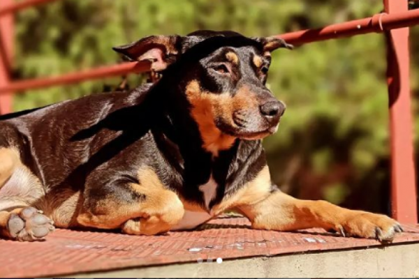 Cuando la Facultad es tu casa: La historia de Porota, la perrita de Medicina