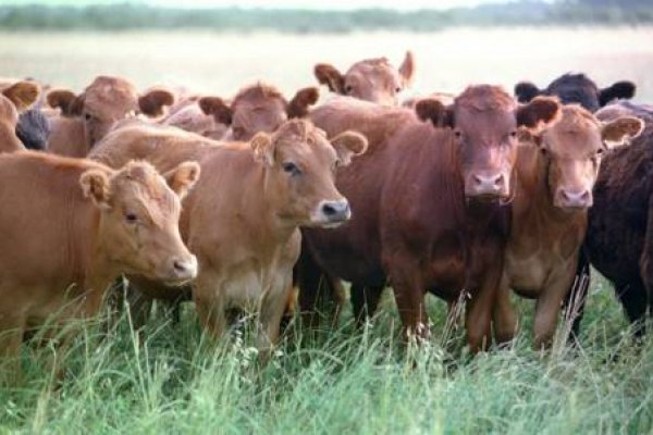 Obligan a firma agropecuaria a entregar a otra 189 bovinos que fueron abonados