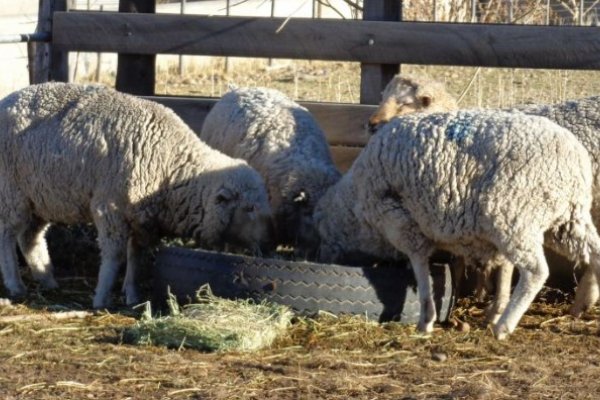 Corrientes vuelve a exportar carne ovina tras más de 30 años
