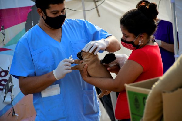 Mascotas Saludables y Descacharrado estarán en el barrio Bañado Norte